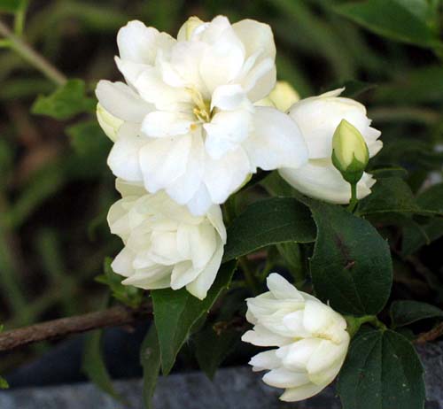 Philadelphus "Minesota Snowflake"